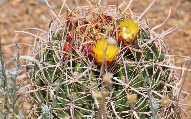 Candy Barrelcactus, also called Arizona Barrel Cactus, Compass Barrel Cactus, Fishhook Barrel Cactus and Southwestern Barrel Cactus. Leaves are modified into of 16 to 25 spines per areole; the central spine is the largest with smaller radial spines dull pink, gray and tan while the smallest spines are white, slender and almost bristle-like. Ferocactus wislizeni 